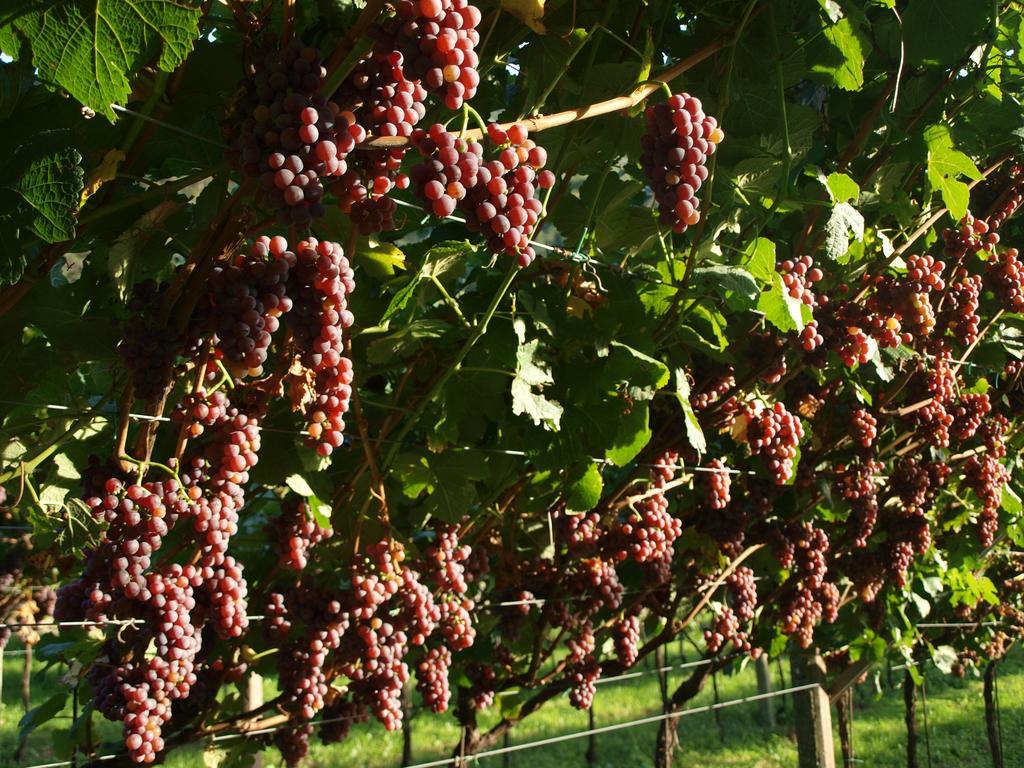 Agriturismo Al Maniero Trydent Zewnętrze zdjęcie